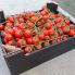 Томат Итиро F1 / Itiro F1 100 семян, индетерминантный (Kitano Seeds)