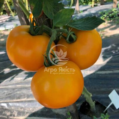 Томат Єллоу Болл F1 / Yellow Boll F1 10 насінин, індетермінантний (Spark Seeds)