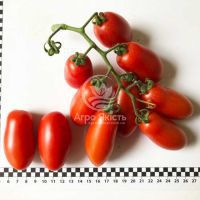Томат Візард F1 / Wizard F1 250 насінин, індетермінантний (Spark Seeds)
