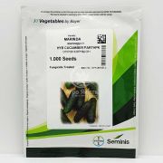 Огурец Маринда F1 / Marinda F1 1000 семян, партенокарпический (Seminis)