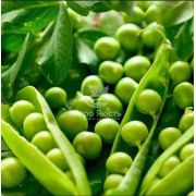 Горох овочевий Вальверде 100000 насінин (Syngenta)