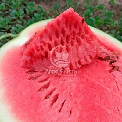 Арбуз КС 160 F1 / KS 160 F1 10 семян (Kitano Seeds)