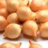 Цибуля сіянка Купідо 1 кг, 8/16 мм (Triumfus Onion Products)