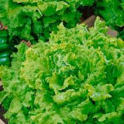 Салат Гранд Рапідс 1 г, листовий (Suba Seeds) (Садиба Центр)