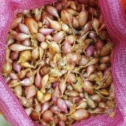 Лук севок Розанна 0,5 кг, 10/21 мм (Triumfus Onion Products)