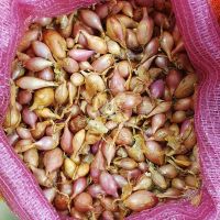 Цибуля сіянка Розанна 0,5 кг, 10/21 мм (Triumfus Onion Products)