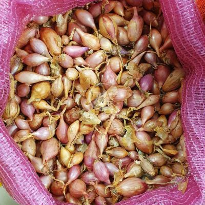 Цибуля сіянка Розанна 0,5 кг, 10/21 мм (Triumfus Onion Products)