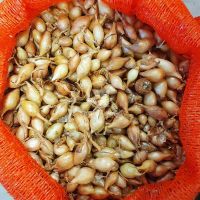 Лук севок Булат 1 кг, 8/16 мм (Triumfus Onion Products)