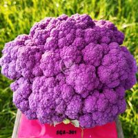 Капуста цветная Депурпл F1 / Depurple F1 20 семян (Syngenta)