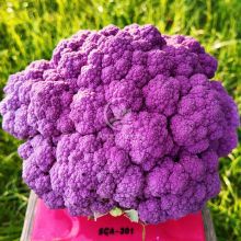 Капуста цветная Депурпл F1 / Depurple F1 20 семян (Syngenta)
