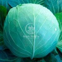 Капуста білоголова Аксона F1 / Axona F1 1000 насінин (Kitano Seeds)