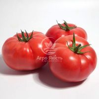 Томат КС 1157 F1 / KS 1157 F1 100 насінин, індетермінантний (Kitano Seeds)
