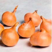 Цибуля шалот Ліра (Єллоу Мун) 0,5 кг, 22/48 мм (Triumfus Onion Products)