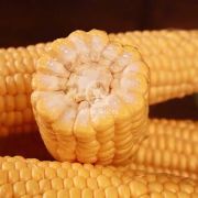 Кукурудза цукрова Канзас F1 / Kanzas F1 1000 насінин, суперсолодка (Libra Seeds)