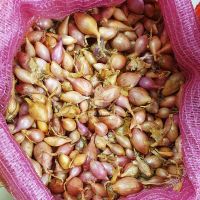 Цибуля сіянка Розанна 1 кг, 10/21 мм (Triumfus Onion Products)