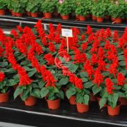 Сальвія Ред Алерт 10 насінин, однорічна квітка (Hem Genetics)