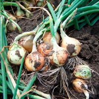 Цибуля сіянка Ібіс (Вінтерія) 1 кг, 8/16 мм (Triumfus Onion Products)