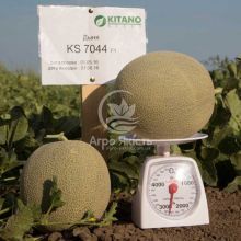 Диня КС 7044 F1 / KS 7044 F1 10 насінин (Kitano Seeds)