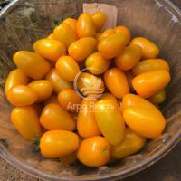 Томат Єллоу Бідс F1 / Yellow Beads F1 250 насінин, індетермінантний (Spark Seeds)