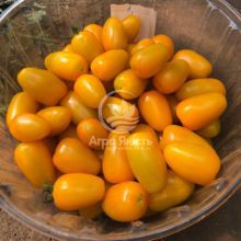 Томат Йеллоу Бидс F1 / Yellow Beads F1 250 семян, индетерминантный (Spark Seeds)