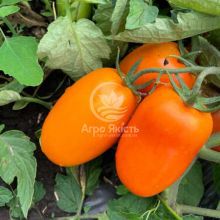 Томат Оранж Плам F1 / Orange Plum F1 500 семян, детерминантный (Spark Seeds)