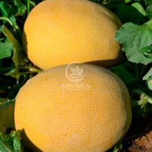 Дыня Афродита F1 / Afrodita F1 10 семян (Libra Seeds)