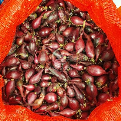 Цибуля сіянка Ред Кармен 1 кг, 10/21 мм (Triumfus Onion Products)