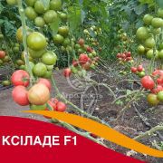 Томат Ксилад F1 / Xilade F1 10 семян, индетерминантный (Nunhems)