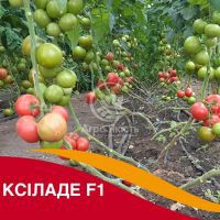 Томат Ксилад F1 / Xilade F1 10 семян, индетерминантный (Nunhems)