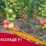 Томат Ксилад F1 / Xilade F1 10 семян, индетерминантный (Nunhems)