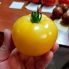 Томат Йеллоу Болл F1 / Yellow Boll F1 250 семян, индетерминантный (Spark Seeds)