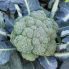 Капуста брокколи Батори F1 / Batory F1 25 семян (Syngenta)