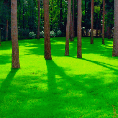 Газонная трава Теневая PARK 1 кг (DLF) Газонная трава Теневая PARK 1 кг (DLF)