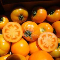 Томат Світ Сан F1 / Sweet Sun F1 500 насінин, детермінантний (Spark Seeds)