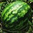 Кавун Балу F1 / Balu F1 100 насінин (Kitano Seeds)