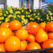 Томат Рані F1 / Rani F1 100 насінин, детермінантний жовтий (Libra Seeds)