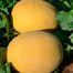 Диня Афродіта F1 / Afrodita F1 250 насінин (Libra Seeds)