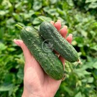 Огірок Астон F1 / Aston F1 1000 насінин, партенокарпічний (Libra Seeds)