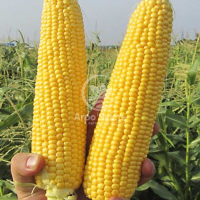 Кукуруза сахарная GSS 5649 F1 100000 семян (Syngenta)