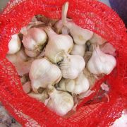 Чеснок Мессидром 1 кг (Triumfus Onion Products)