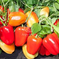 Перец КС 3115 F1 / KS 3115 F1 500 семян, сладкий (Kitano Seeds)