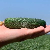 Огірок Жозефіно F1 / Josefino F1 1000 насінин, партенокарпічний (Seminis)