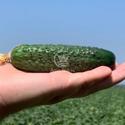 Огірок Жозефіно F1 / Josefino F1 1000 насінин, партенокарпічний (Seminis)