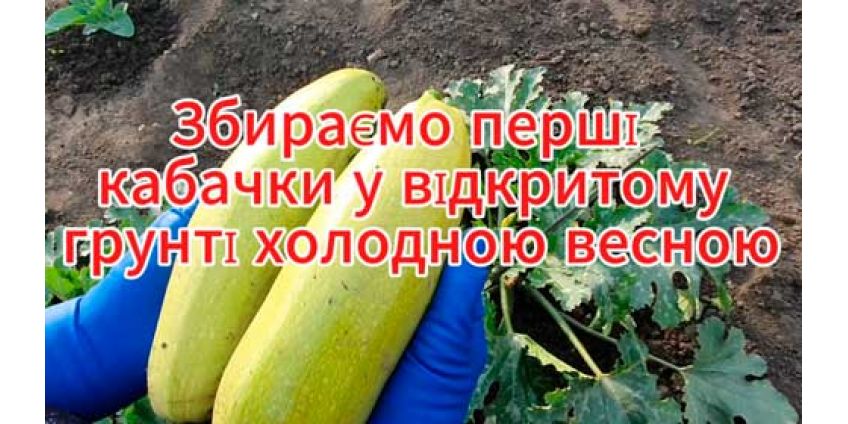 Збираємо перші кабачки у відкритому грунті. Як кабачки пережили заморозки? Аделія F1 та Манісес F1