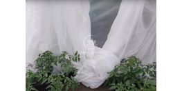 Защищаем наши растения от заморозков! Что делать для лучшего опыления томатов? Подкормка и защита?