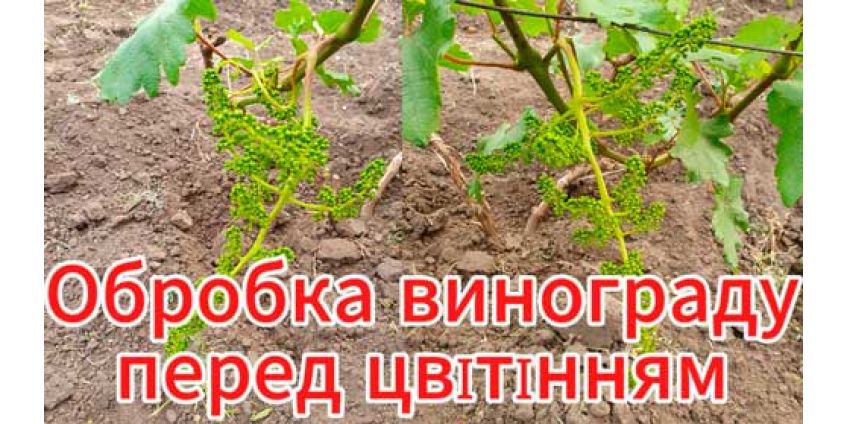 Обробка винограду до цвітіння від хвороб та шкідників.Профілактична обробка для захисту винограда