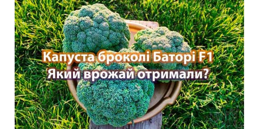 Капуста броколі Баторі F1 — гібрид від Syngenta з високим потенціалом врожайності