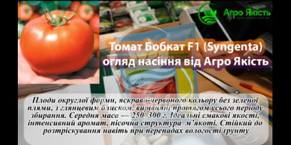 Насіння томата Бобкат F1 / Bobcat F1 (Syngenta) — детермінантний, середньоранній