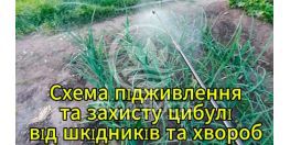 Схема защиты от вредителей и болезней озимого лука, подкормка удобрением и обзор лука Радар