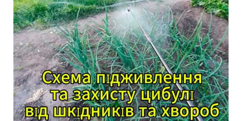 Схема захисту від шкідників та хвороб озимої цибулі, підживлення добривом та огляд цибулі Радар
